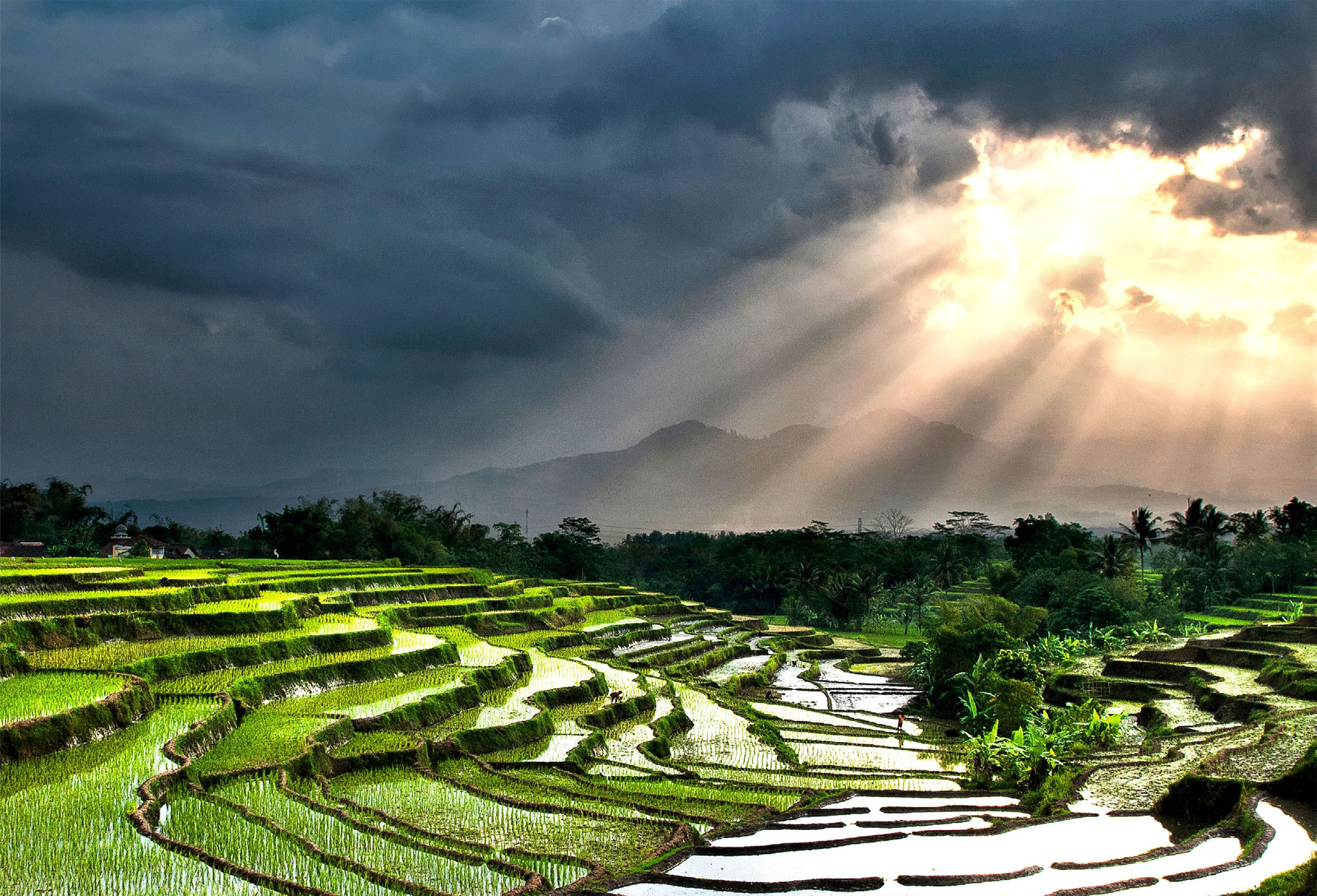 Dramatic sun peeking through dark clouds over rice fields