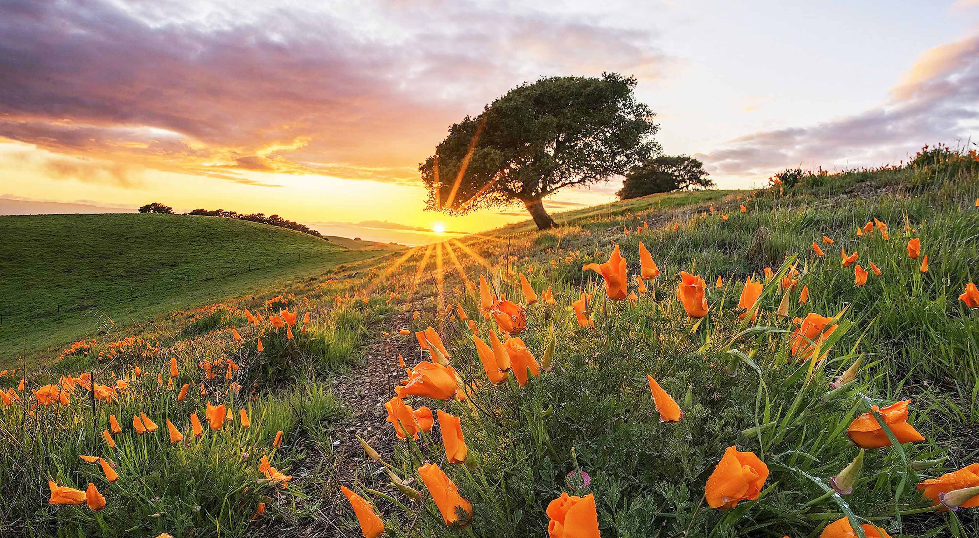 Field with Californian poppies in bloom, tree far agains a sunset sky