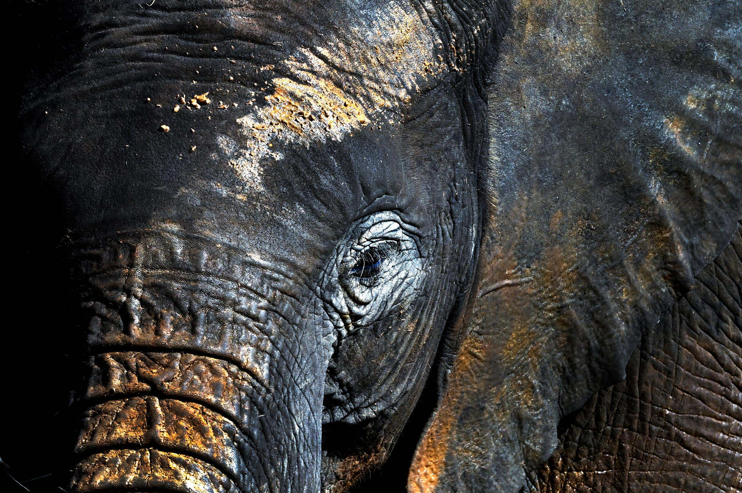 Elephant eye and top trunk close-up