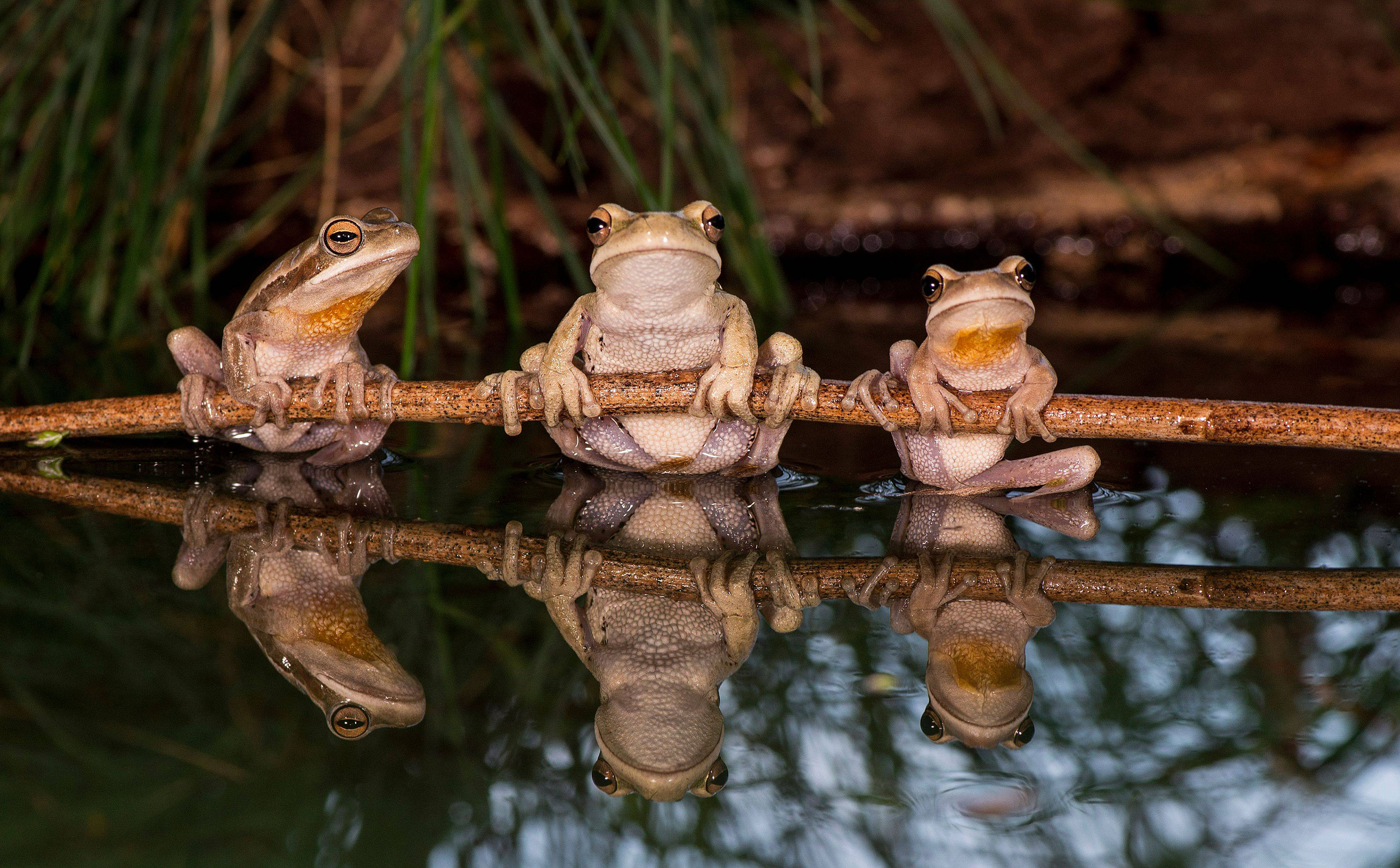 Three frogs perched on a twig on a pond