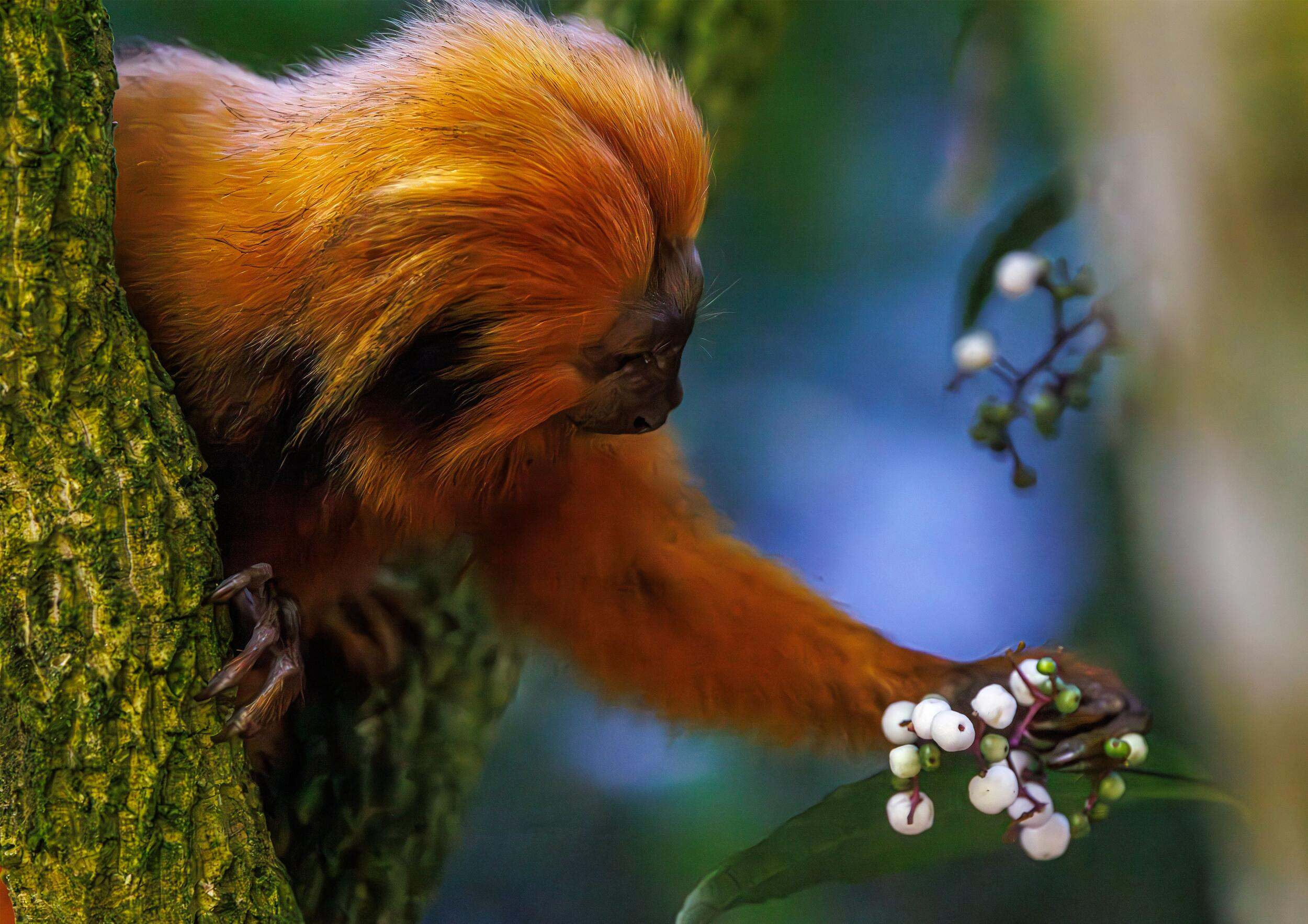 Golden lion tamarin PickingFruits // A Golden lion tamarin (Leontopithecus rosalia) picks fruits in the morning at Silva Jardim Municipality, Rio de Janeiro, Brazil. This is an iconic species of Atlantic Rain Forest. Once considered critically endangered, now is rated as an endangered species. In the 1980's its population was less then 200 specimens in the wild. Due to a worldwide effort the population is progressively increasing.