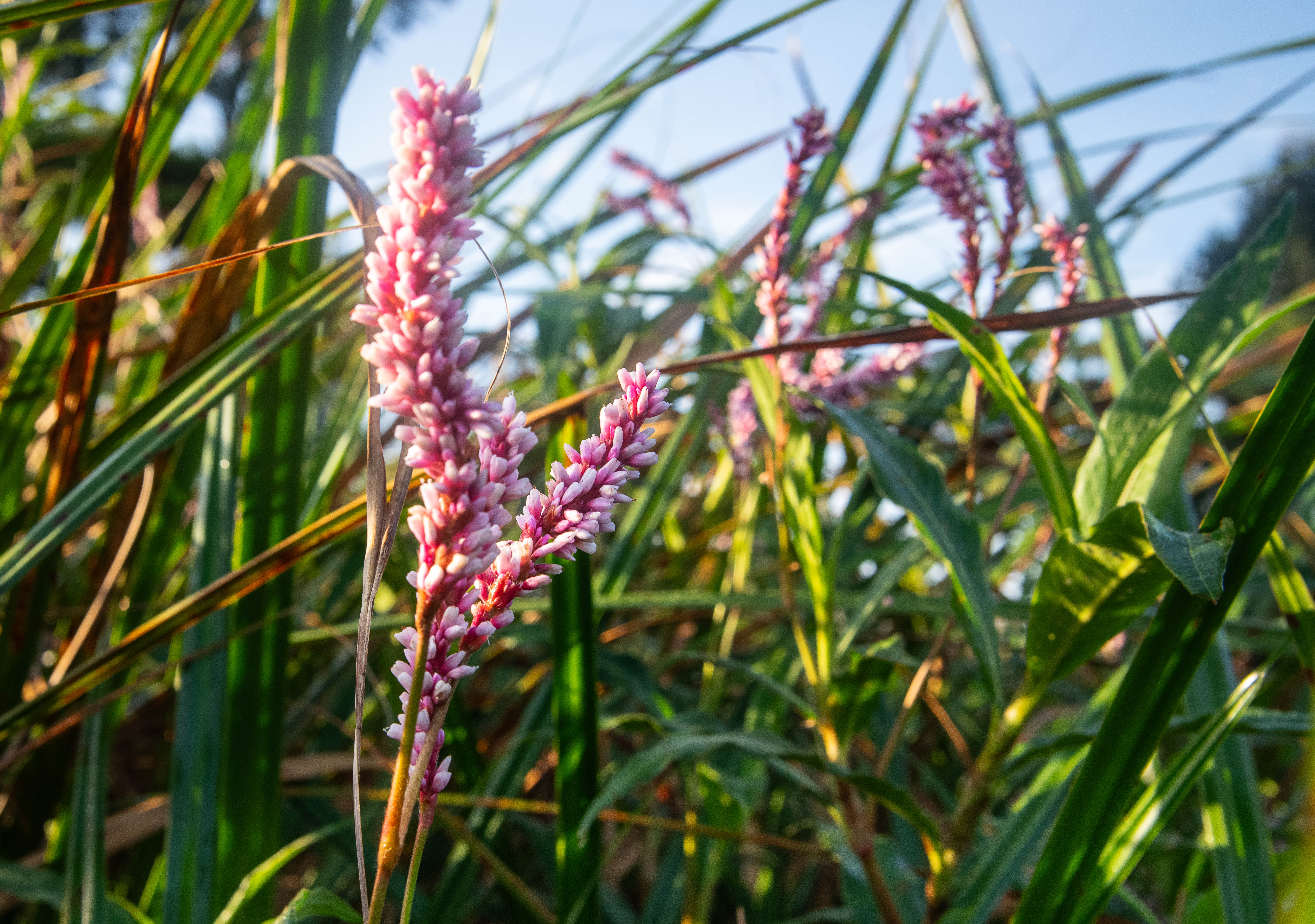 Wild flowers