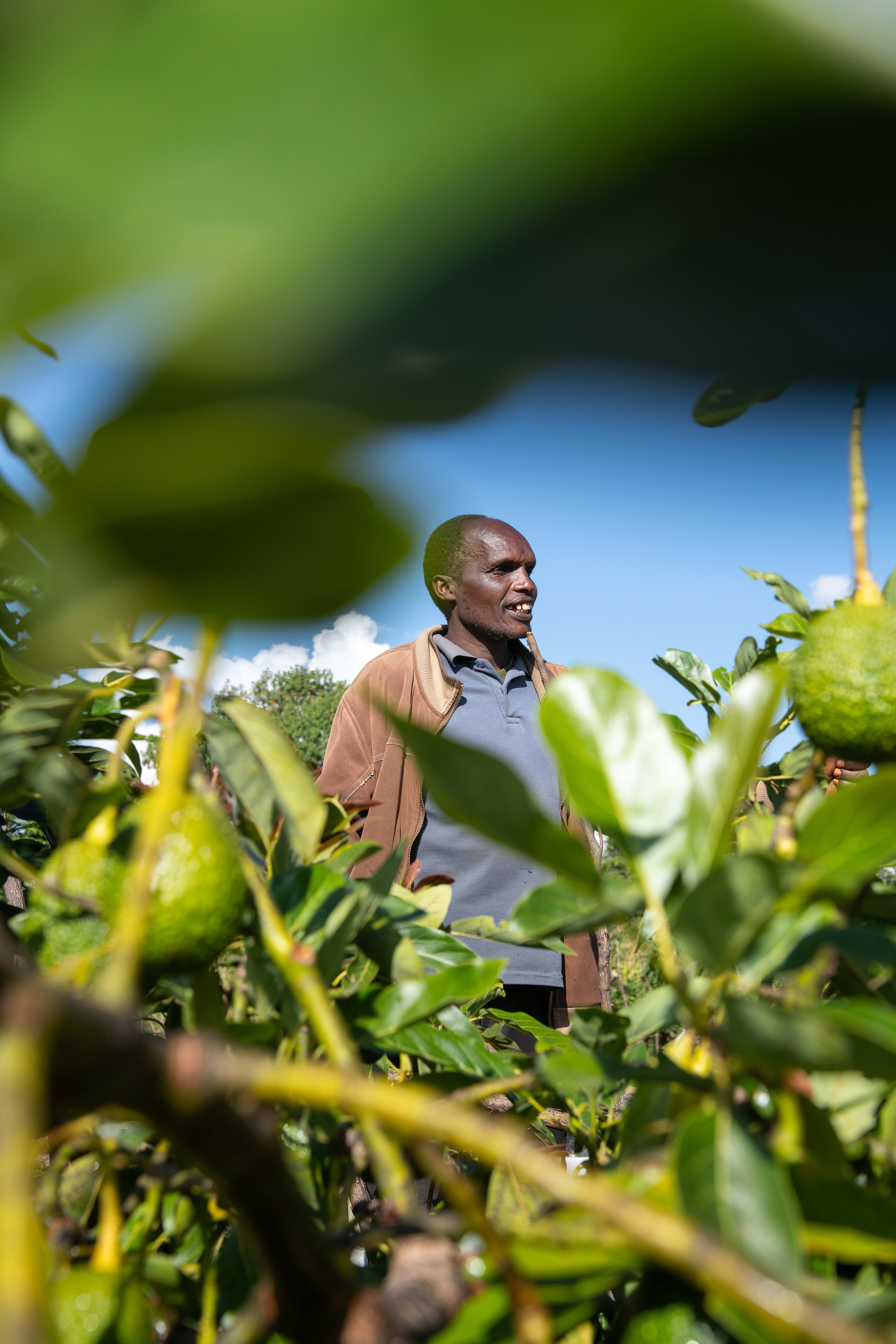 A farmer and an avocado tree with Fruits