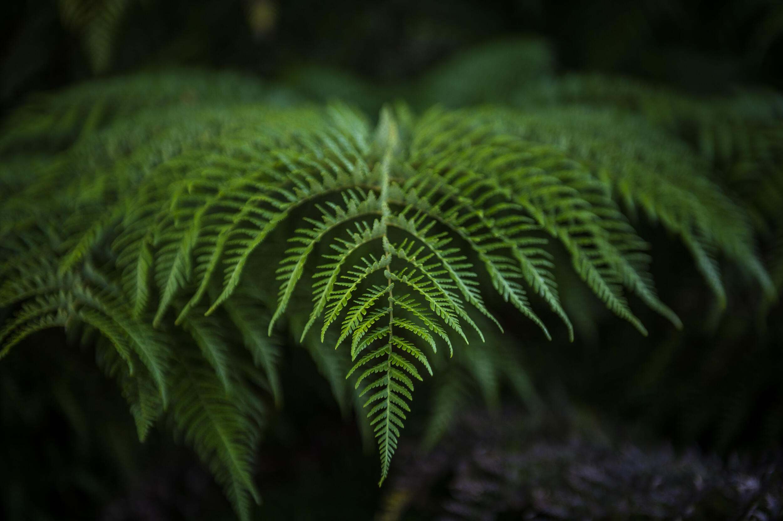 Fern Image