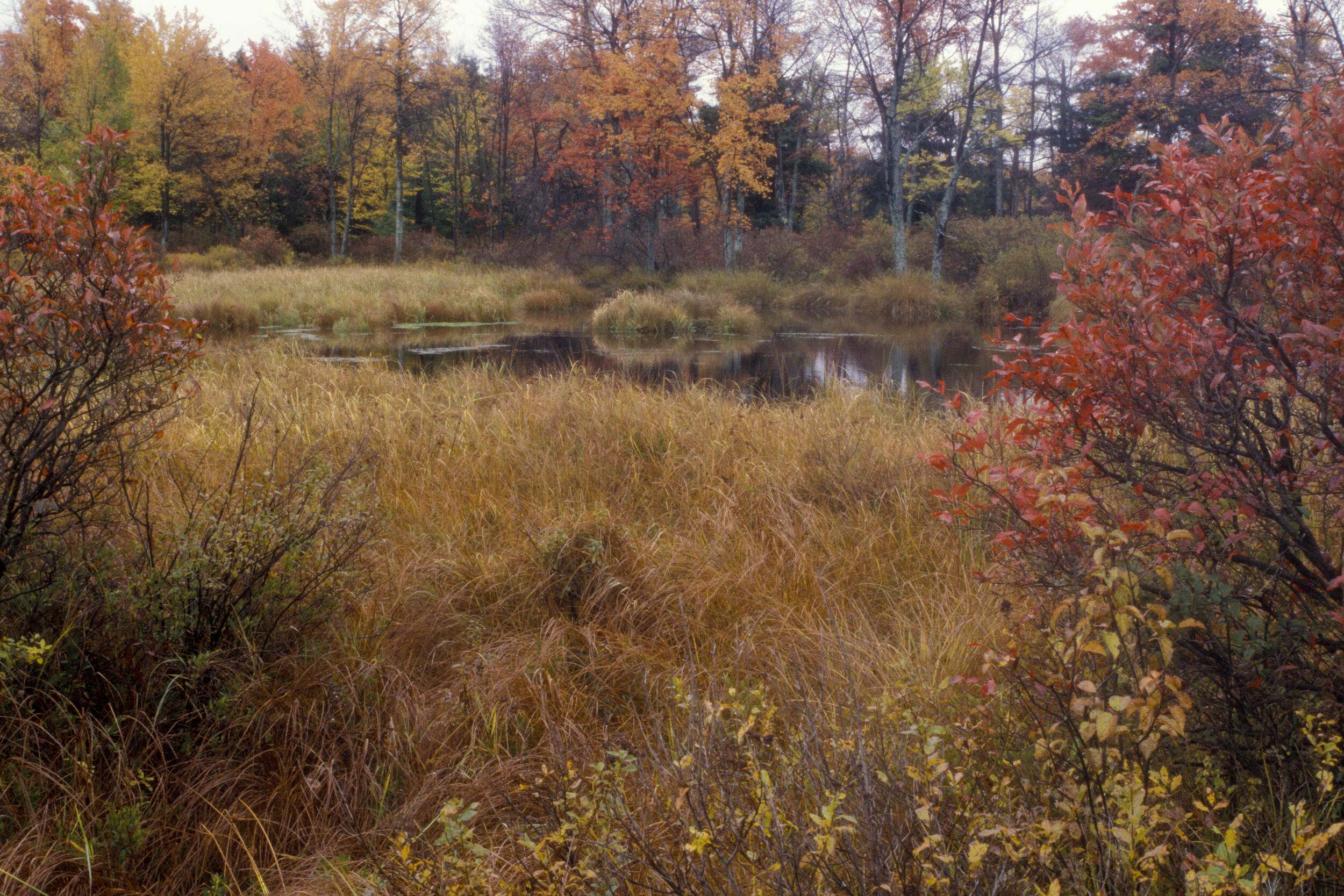 Meadow wetland in Thomas Darling Preserve at Two Mile Run in Pennsylvania.