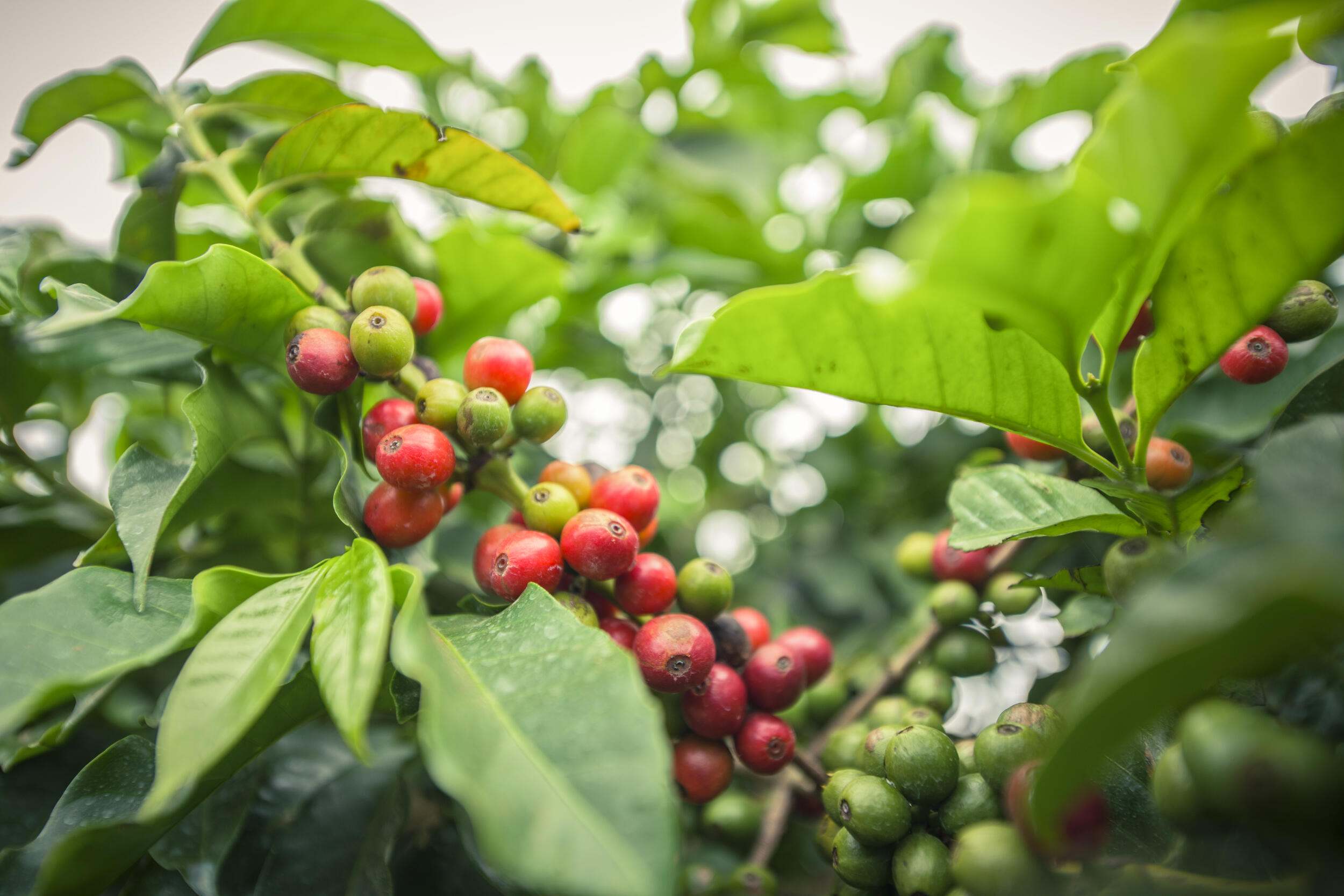 Coffee bushes