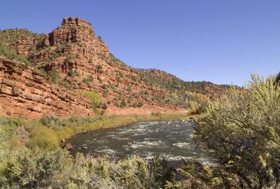 Fall color Cottonwoods along the Colorado River as it flows south along Colorado state road 