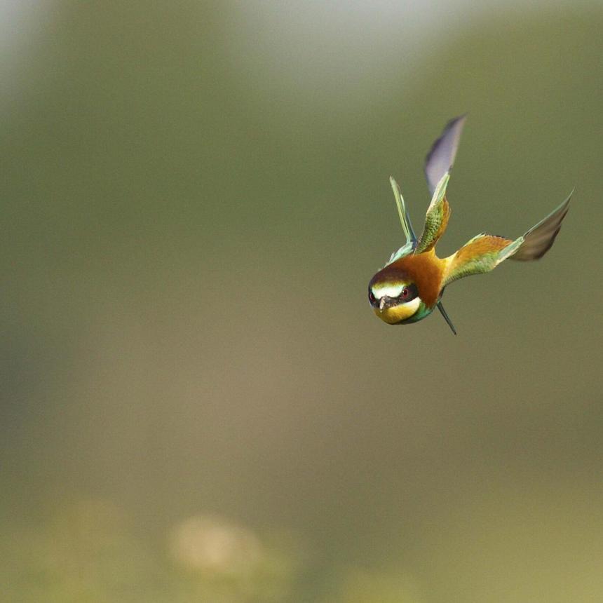 European Bee-eater gave me a very nice attitude in flight