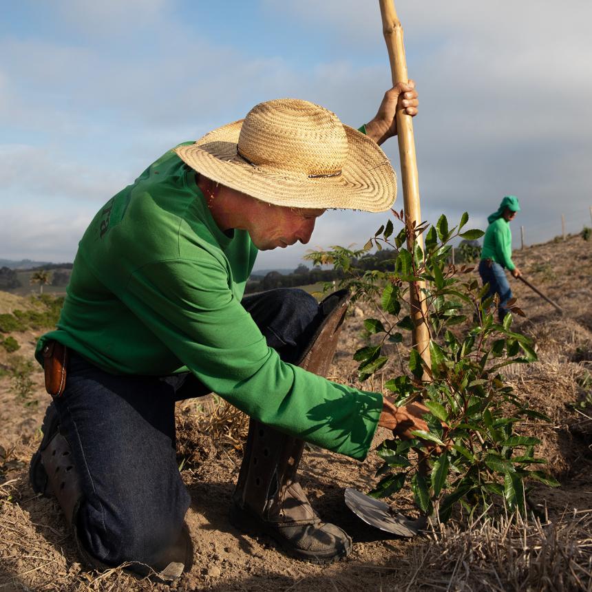Man with straw hat and green shirt squatting down to work on a plant in a field