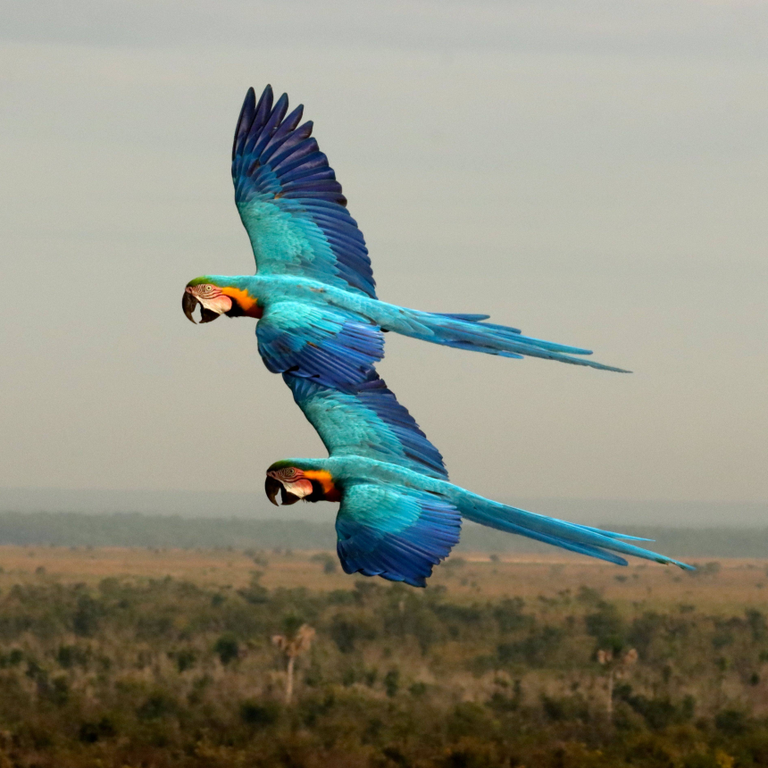 Birds Flying