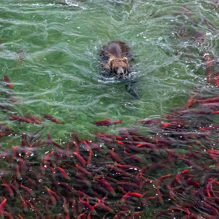 Bear swimming toward a school of fish