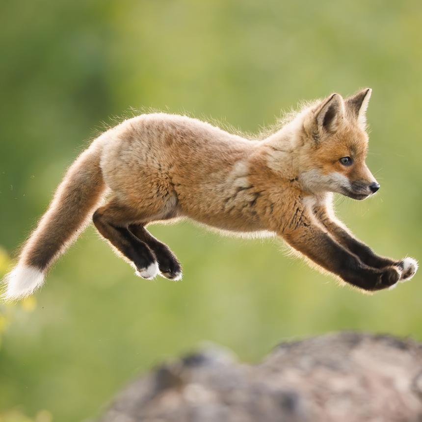 Close-up of a cute baby fox leaping on meadow