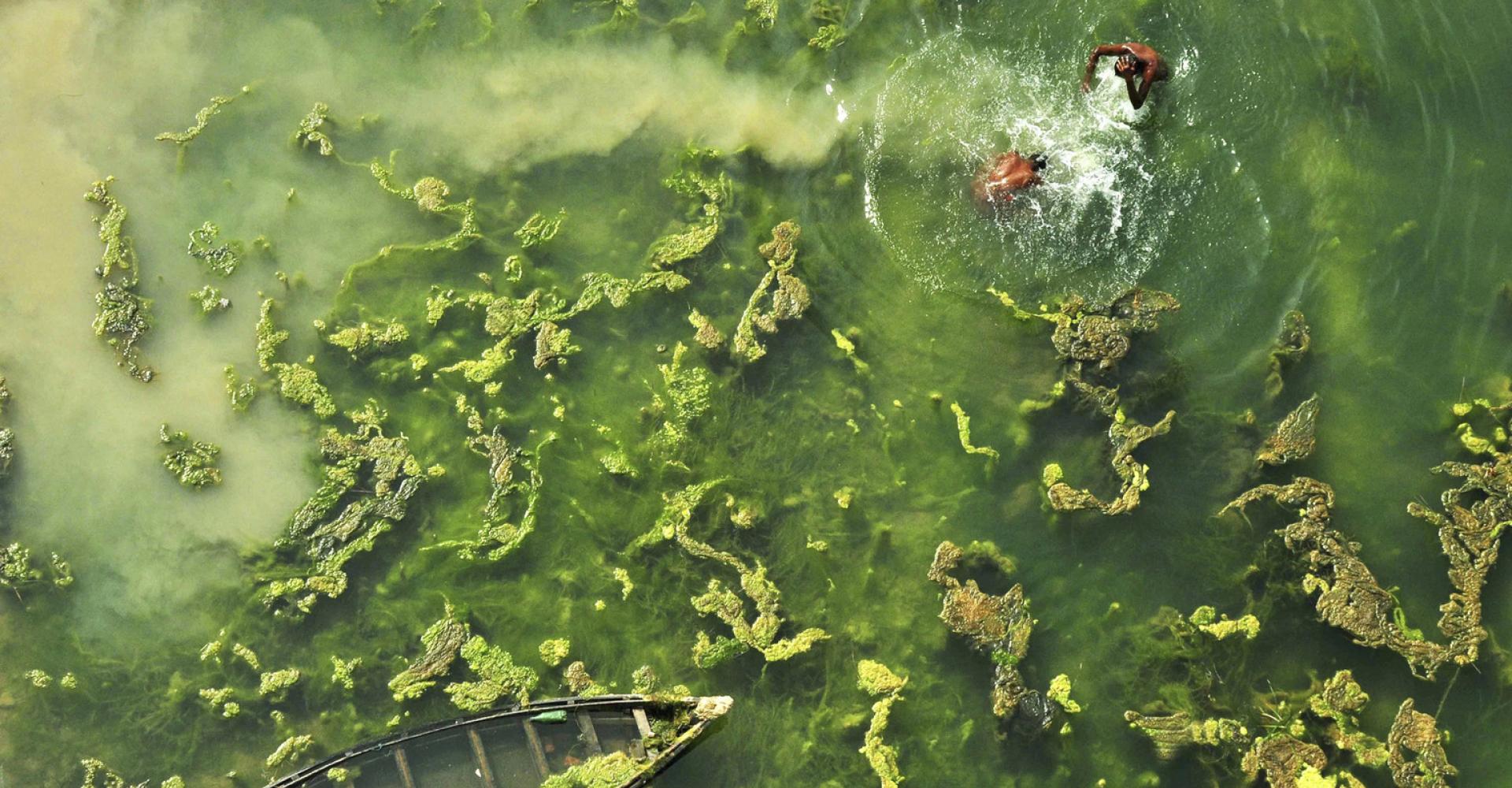 Top view of two people swimming in a green river with plants surfacing