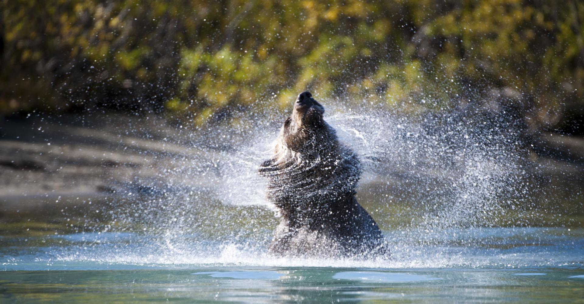 Dog shaking his head out of water