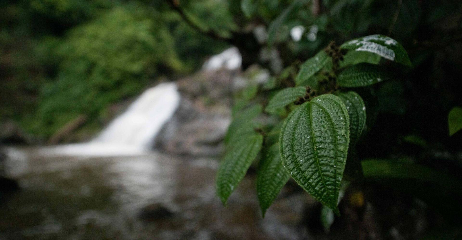 Landscapes and biodiversity of the East Usambara mountains and Amani Forest Nature Reserve
