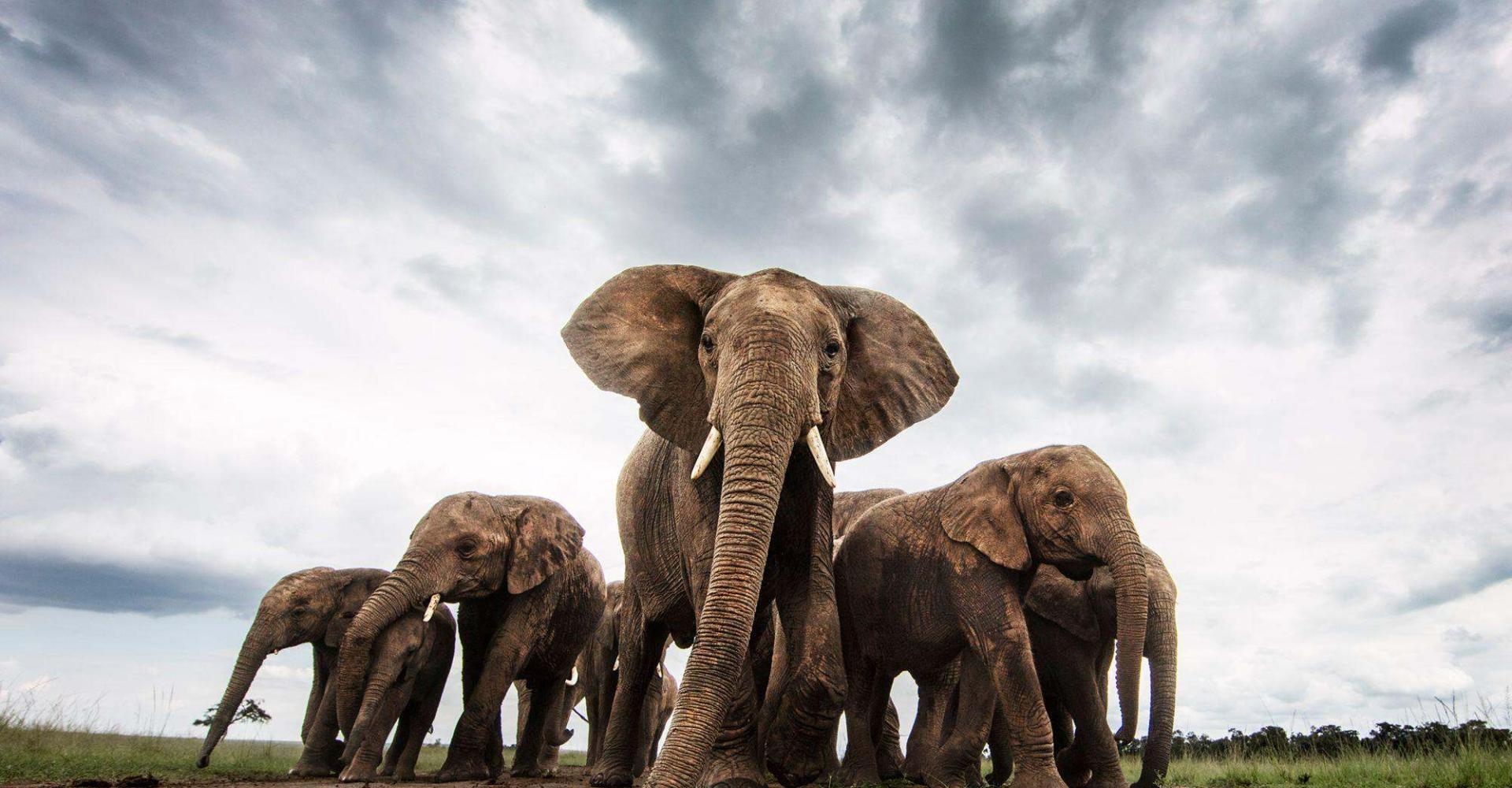 Elephants family