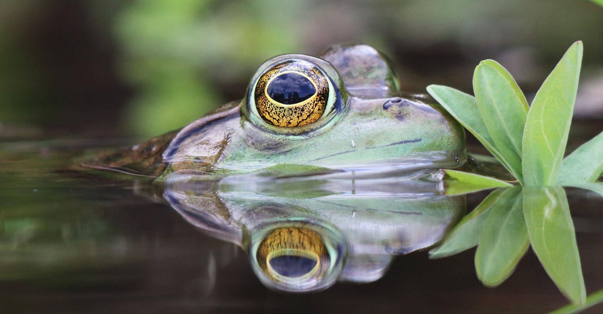 Eyes of a frog peeking out water surfice reflected on water