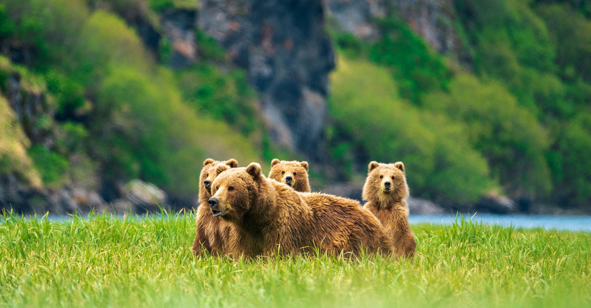 Mama bear and her three cubs