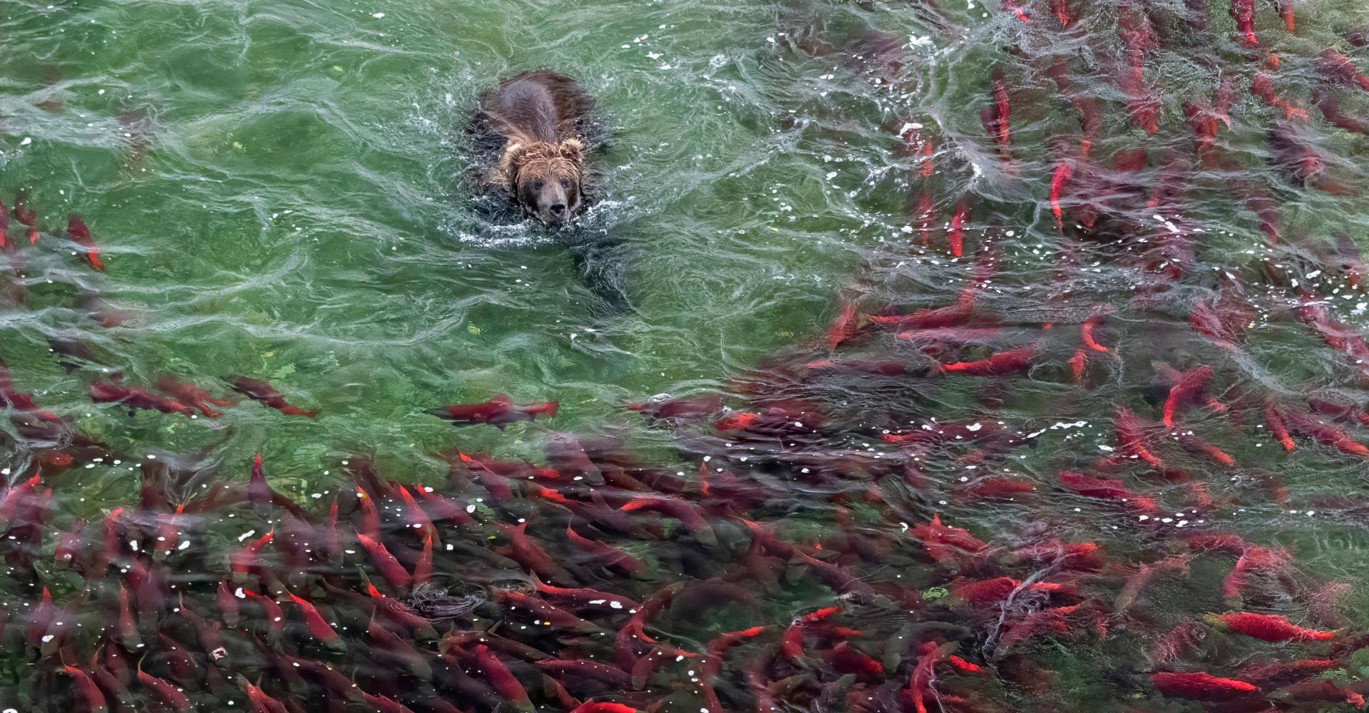 Just Out Of Reach - 2 // View from a high bank overlooking a deep-water pool where salmon would congregate along the river’s edge.  It was a tempting fishing spot for the brown bear, although catching a fish in deep water proved difficult.  This was taken in Katmai National Park, Alaska.