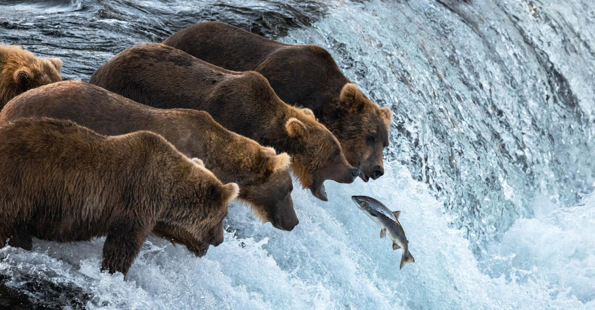 Four grizzly bears leaning out on water fall to catch a salmon