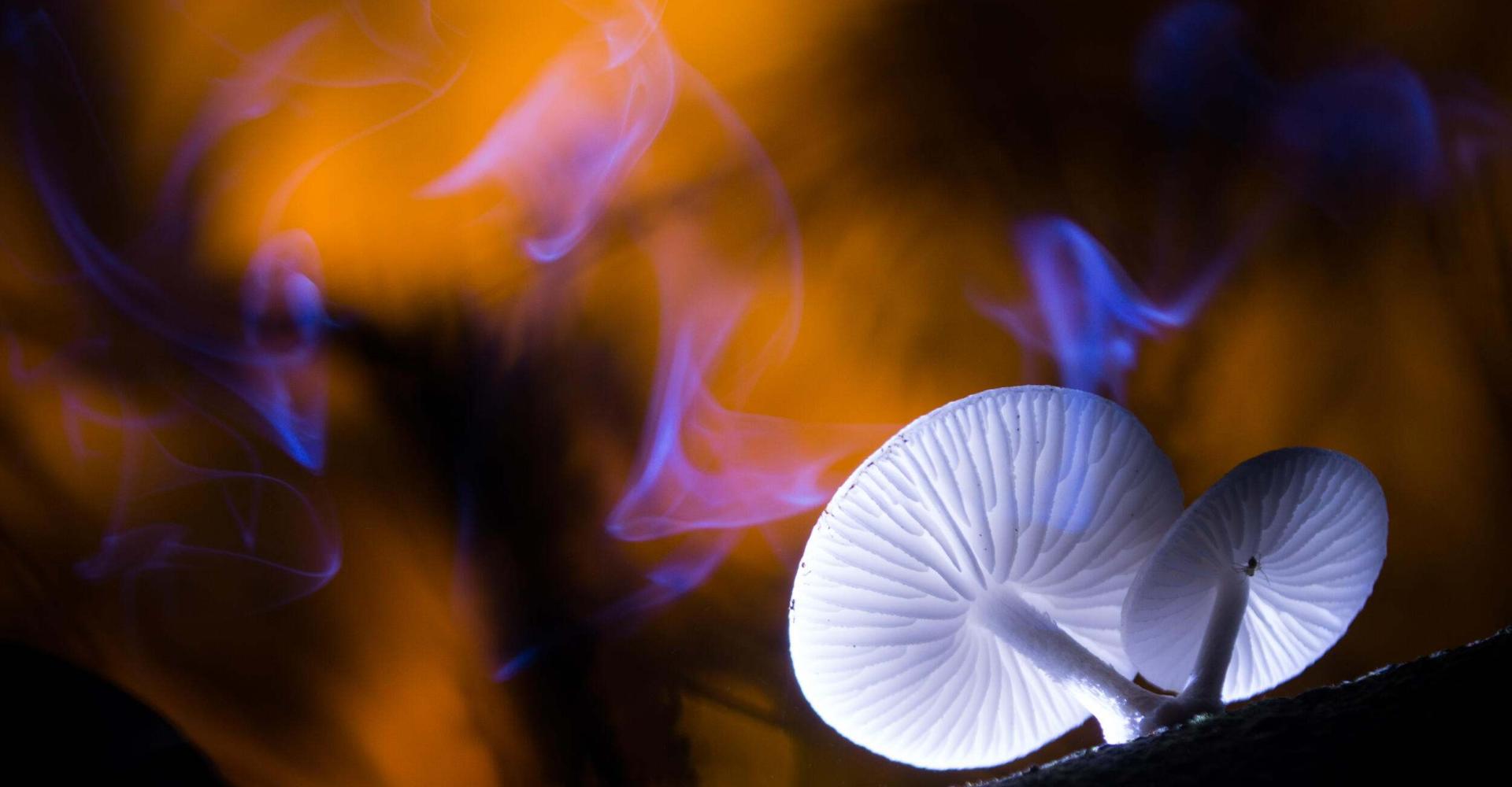 Blue smoke // In the pile of fallen leaves, two mushrooms are spraying spores, in the wild in Guangzhou. 
