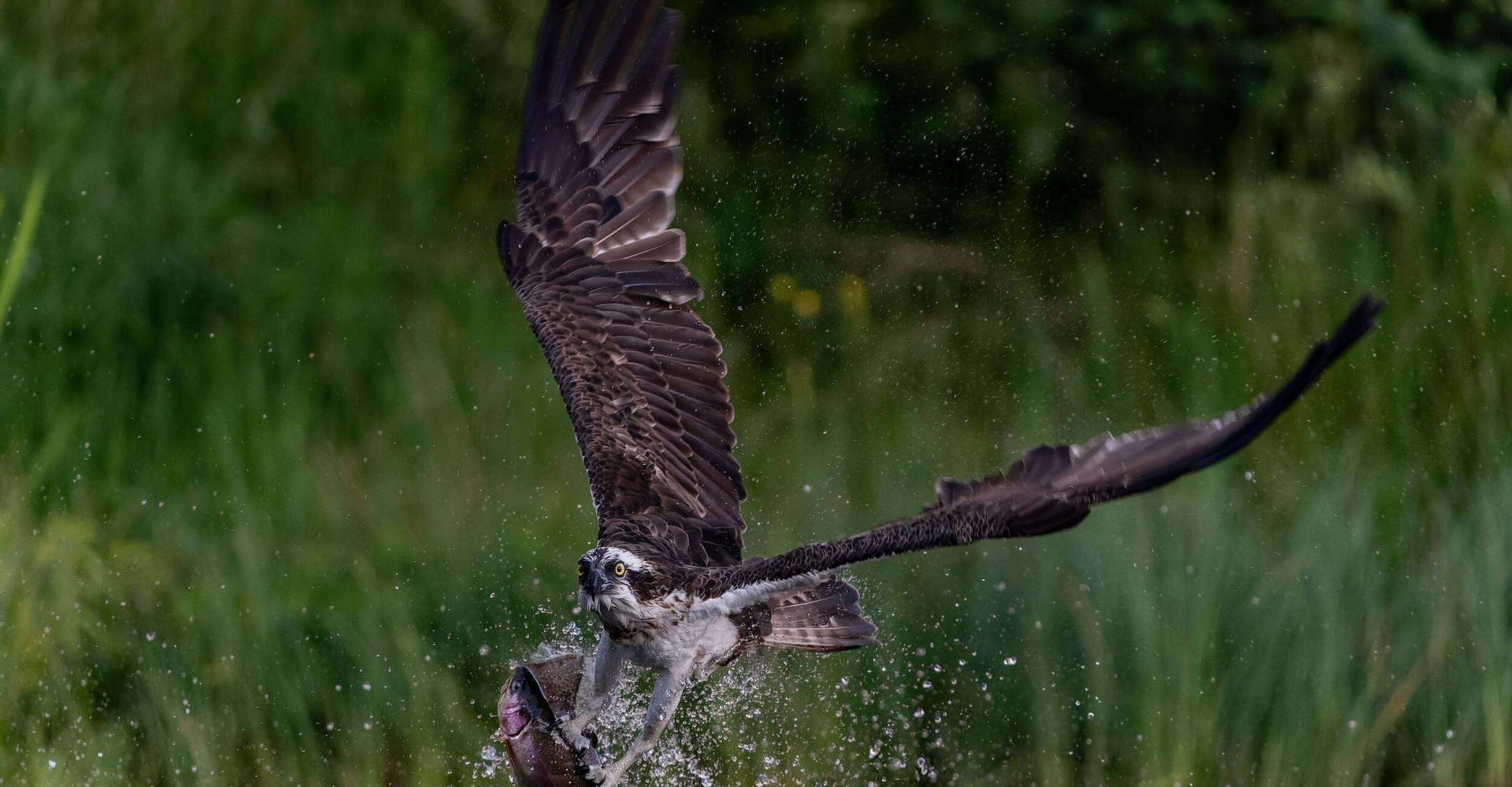 An Osprey snatches a Rainbow Trout from a small Scottish Lochan.