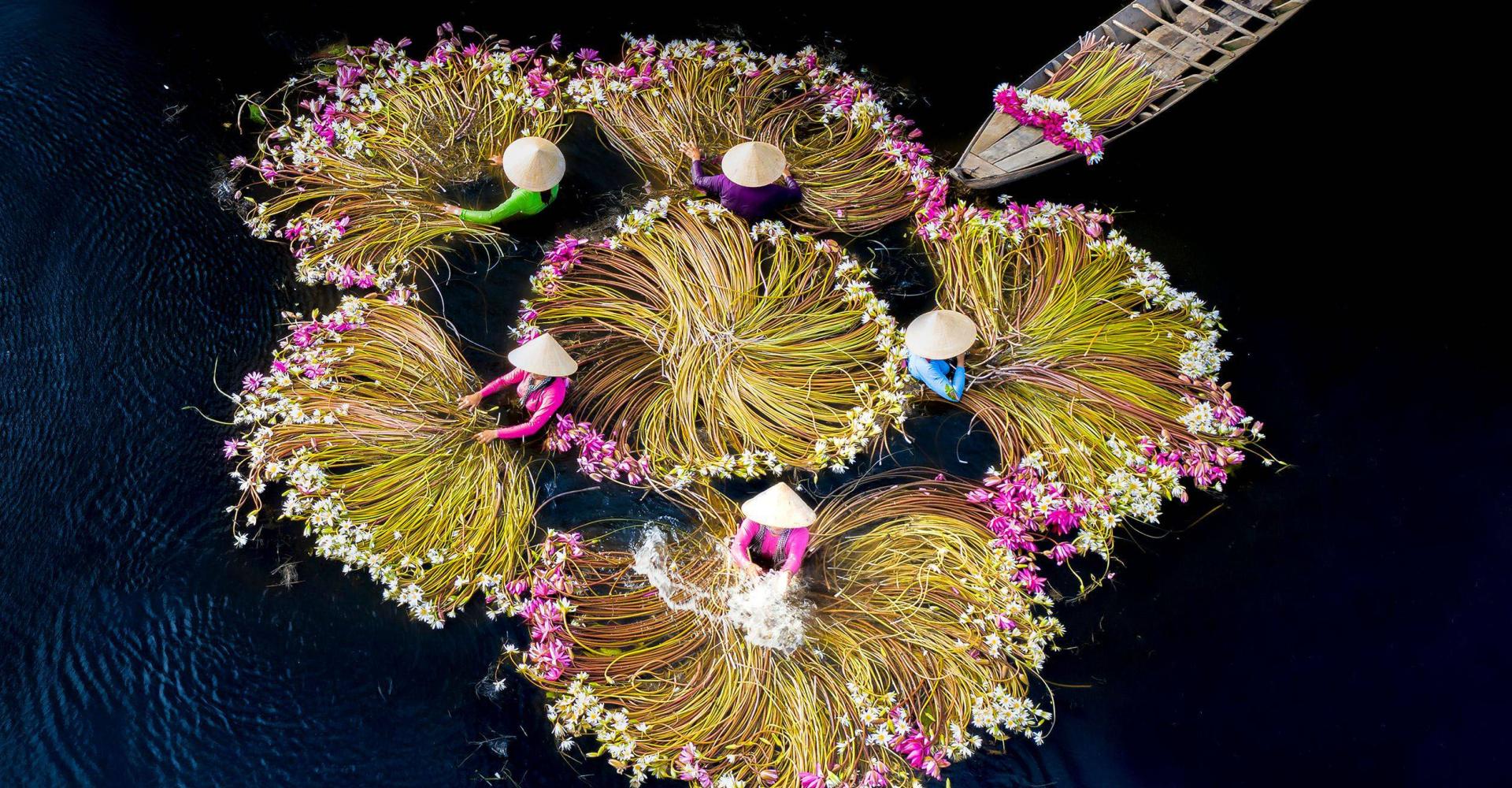 People in the water to their chest, wearing cone hat and harvesting flower by a canoes
