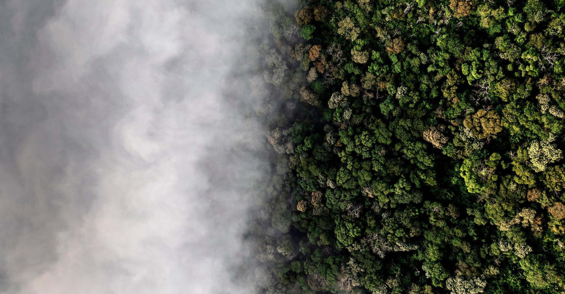  Trees in the Serra dos Acidos region. Atlantic Forest Region.