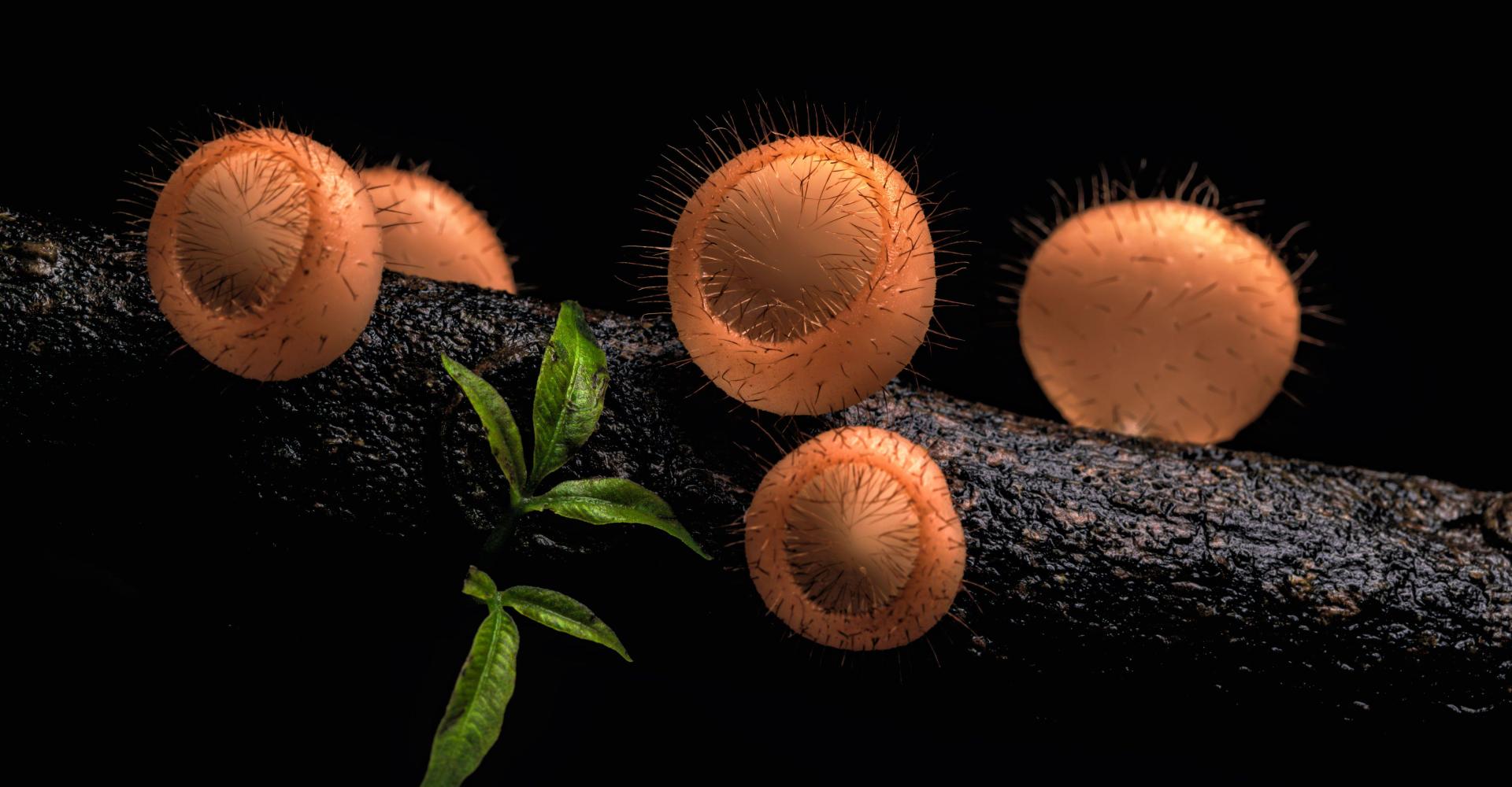 Cup Fungi // The Pezizaceae are a family of fungi in the Ascomycota which produce mushrooms that tend to grow in the shape of a "cup". It usually grows on rotting wood.. This image was captured in Agumbe Rainforest, that is situated in the Indian state of Karnataka, during a monsoon evening of August.