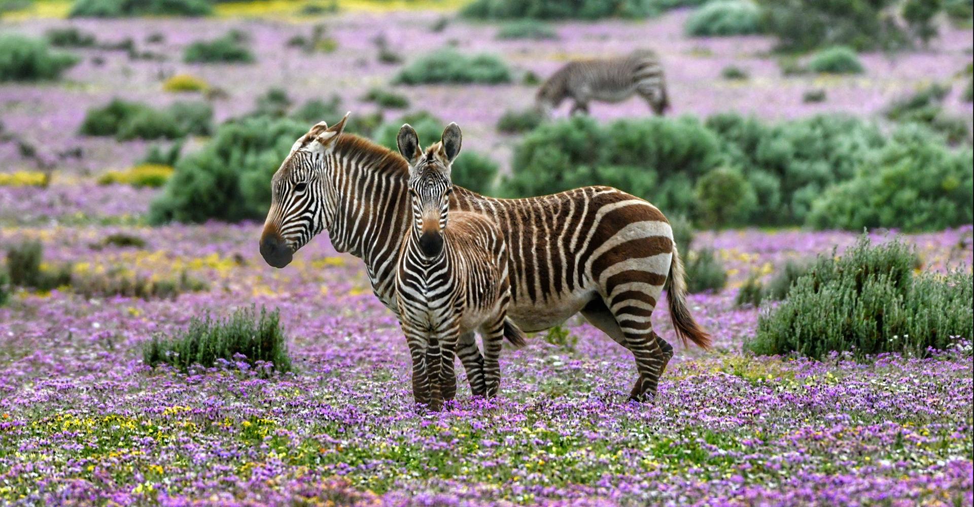 Two zebras on meadow with purple flowers, another zebra in background