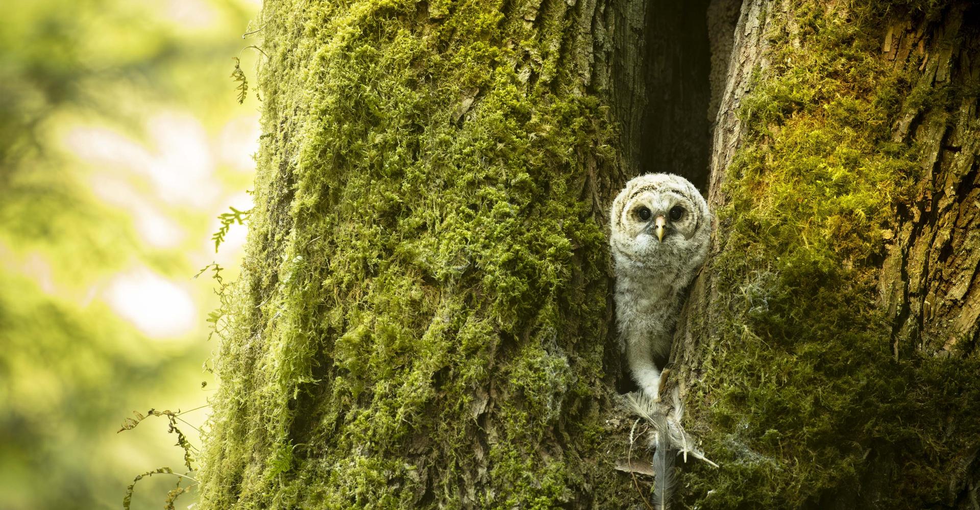 Owl looking at camera from a hole in a tree