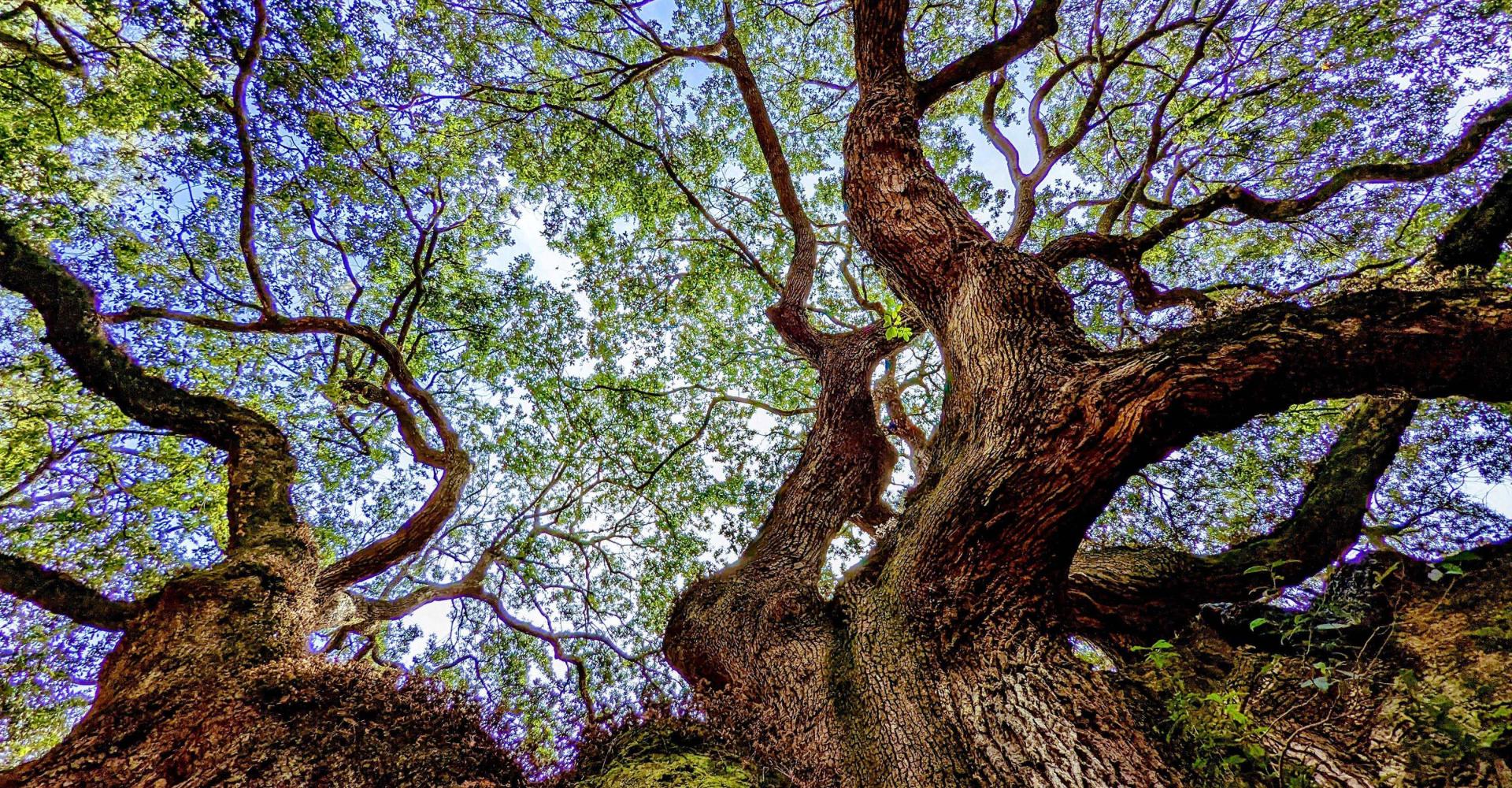 View of old, large tree and its branches from bottom agains the sky