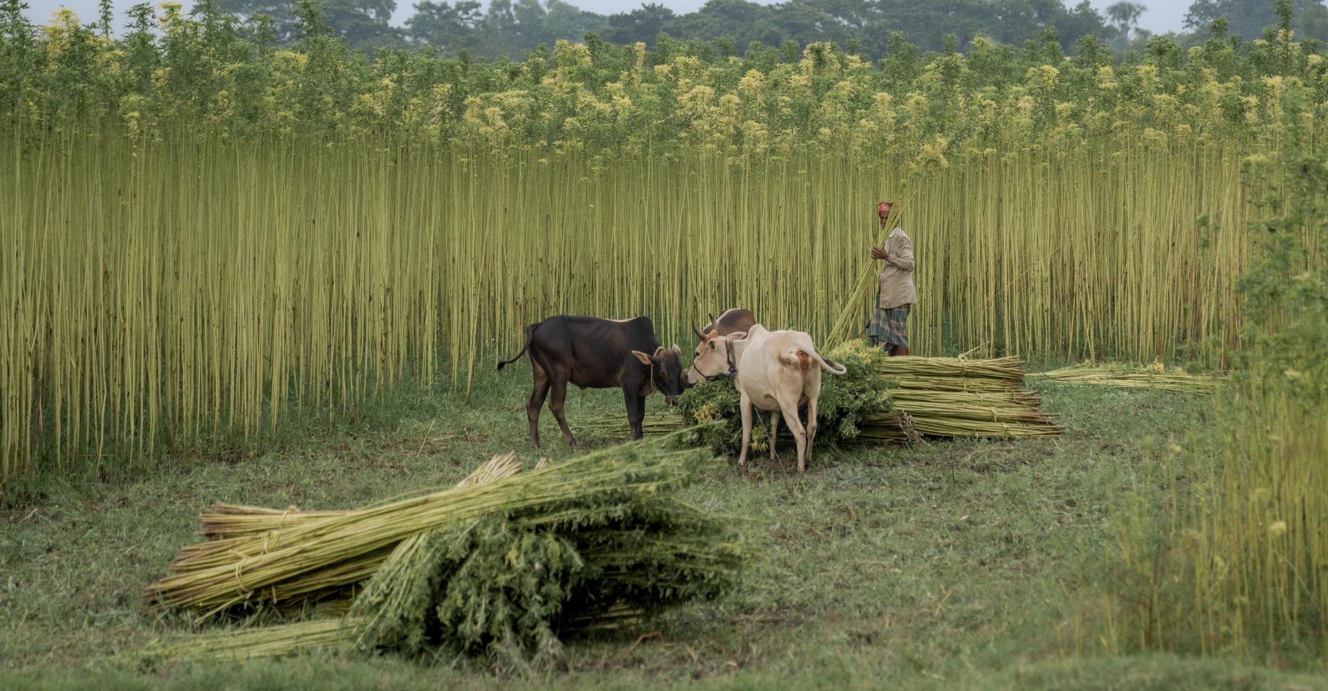 Jute // Jute is one of the most important natural fibers after cotton in terms of cultivation and usage. Cultivation is dependent on the climate, season, and soil.. . Almost 85% of the world's jute cultivation is concentrated in the Ganges Delta. This fertile geographic region is shared by Bangladesh and India.
