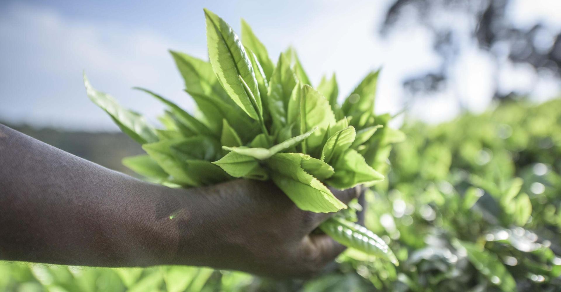 Hand picking tea leaves