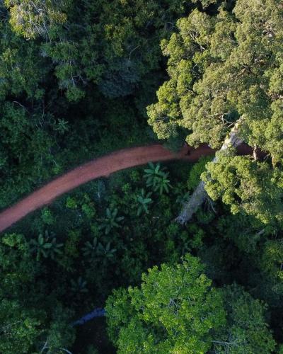 Forest image in Tanga