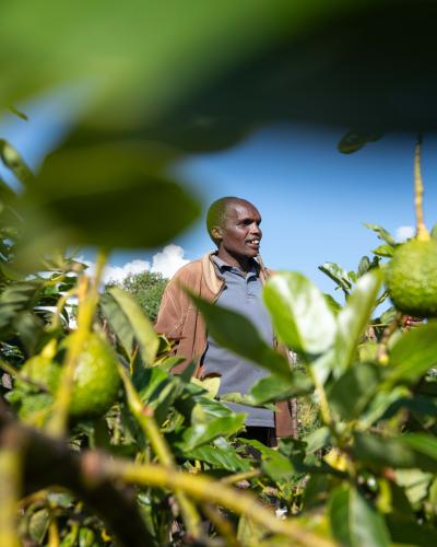 A farmer and an avocado tree with Fruits
