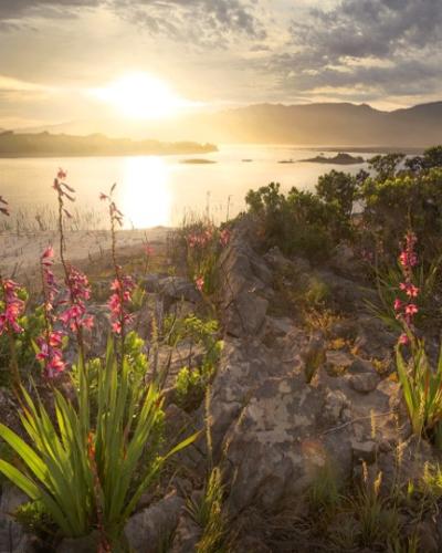 Sun setting on sea, flowers in foreground