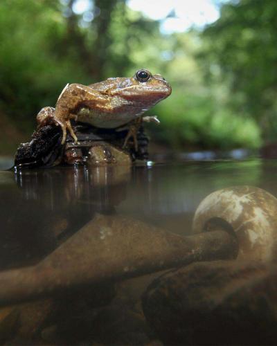 Boarding Frog