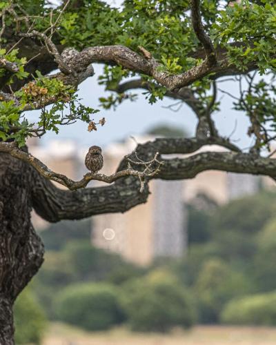 The Little (Urban) Owl