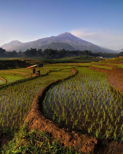 Field