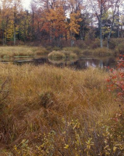 Meadow wetland in Thomas Darling Preserve at Two Mile Run in Pennsylvania.