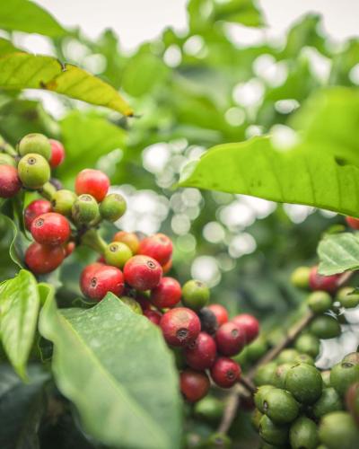 Coffee bushes