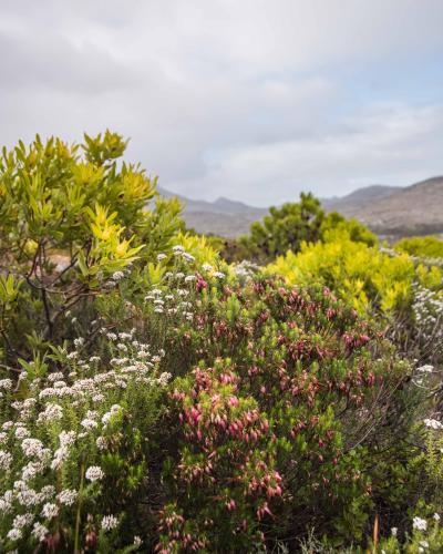 Biodiverse plants