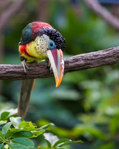 Toucan perched on a branch