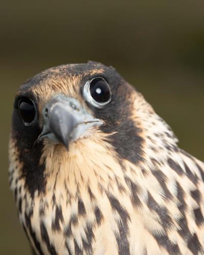 Bird photo