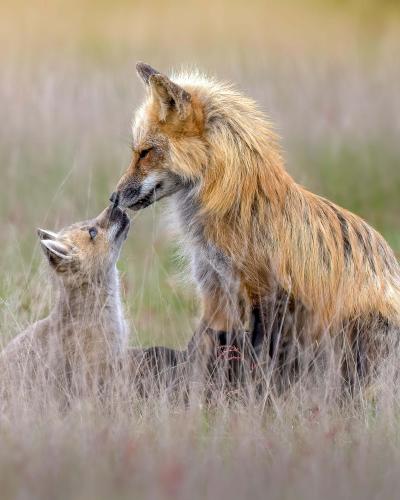 Pic of a Fox