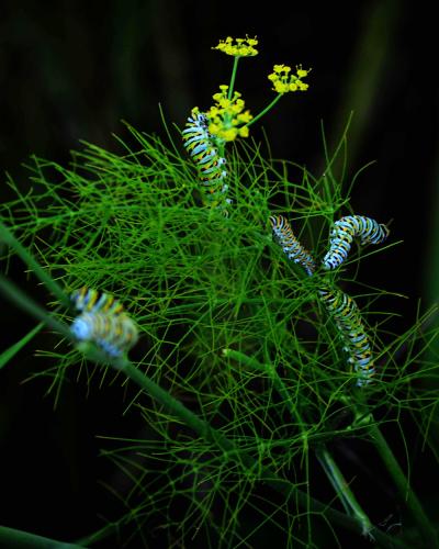 Three colorful caterpillars on fern