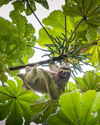 Sloth looking at camera while hanging from a tree bench on one paw