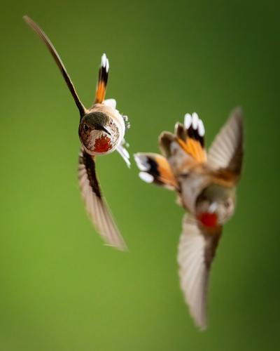 Close-up of two birds flying closely against green background