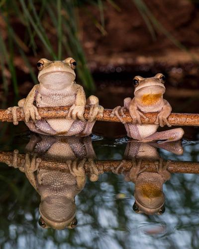 Frogs perched on a twig on a pond